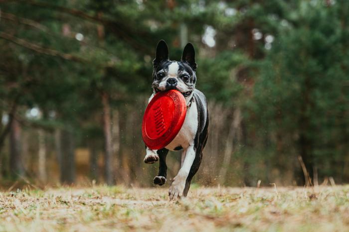 How Bumpy Terrain Adds Spice to Dog Chase Toy Fun