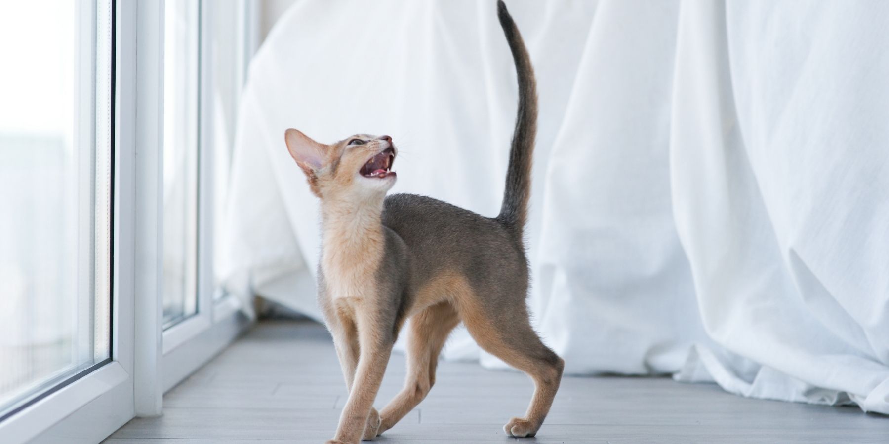 Cat Sounds And What They Mean